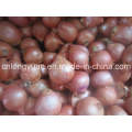 Shallot vermelho chinês com saco da malha